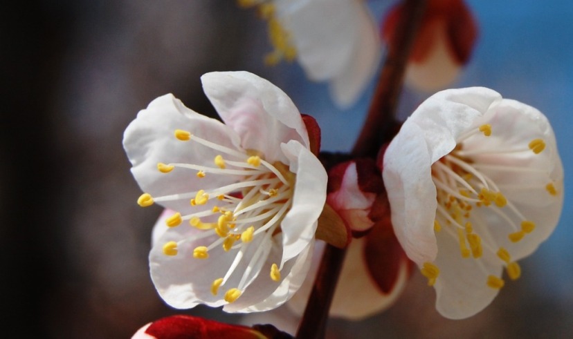 photo "***" tags: landscape, macro and close-up, spring
