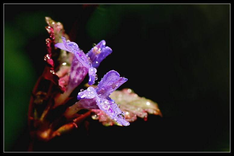 photo "***" tags: nature, 