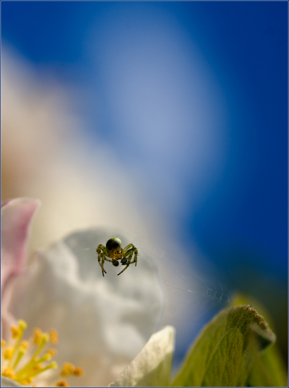 photo "***" tags: nature, insect