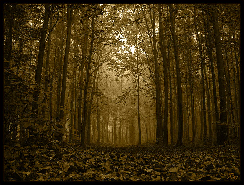 photo "Gray forest" tags: landscape, forest