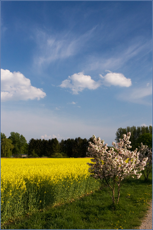 фото "На краю поля" метки: пейзаж, весна