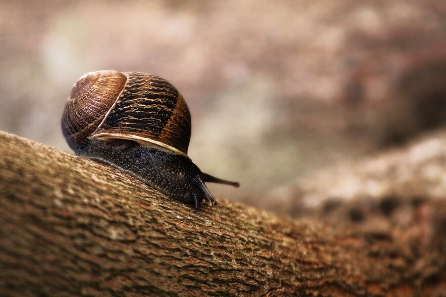 photo "caracol" tags: nature, wild animals