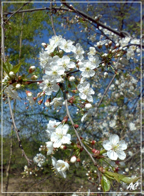photo "весна,цветы,флора,природа,ветки,дерево,настроение" tags: nature, flowers