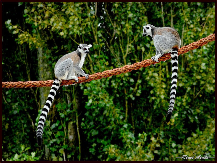 фото "friends ??" метки: природа, репортаж, дикие животные