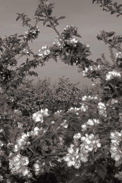 фото "Apple trees bloom" метки: пейзаж, черно-белые, весна