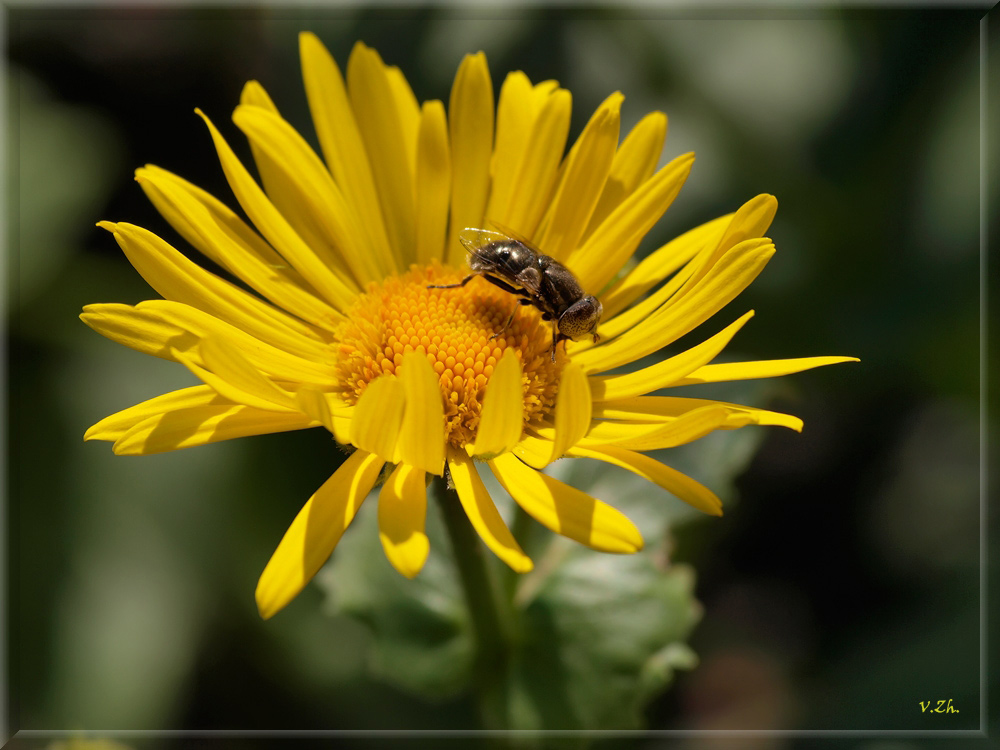 photo "***" tags: nature, macro and close-up, insect