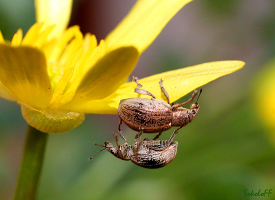 photo "макро,насекомые,долгоносики,природа" tags: macro and close-up, nature, insect