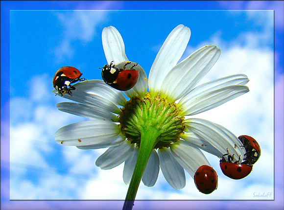 photo "макро,небо,божья коровка,ромашка" tags: macro and close-up, nature, insect