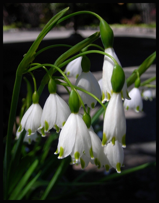 photo "***" tags: nature, flowers