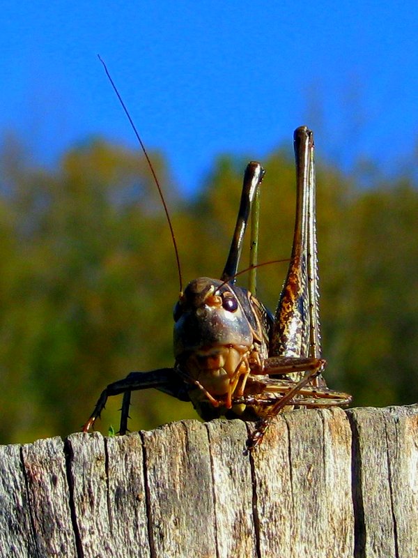 photo "***" tags: nature, insect