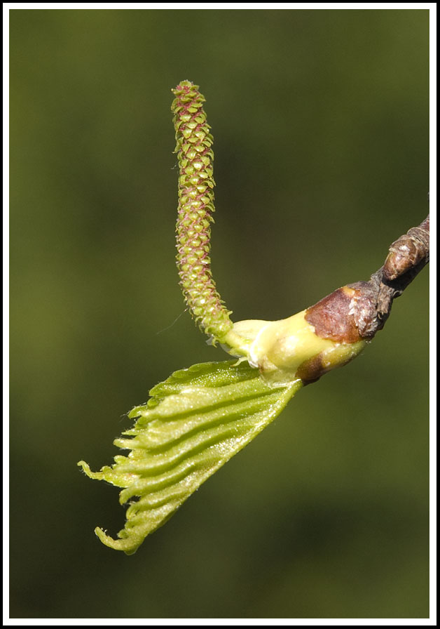 photo "UpRight" tags: nature, flowers