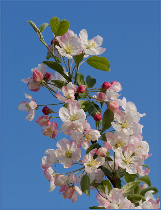 фото "Цвет Весны" метки: природа, цветы