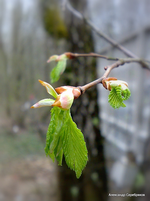 photo "весна,флора,природа,макро,дерево,ветка" tags: nature, macro and close-up, 