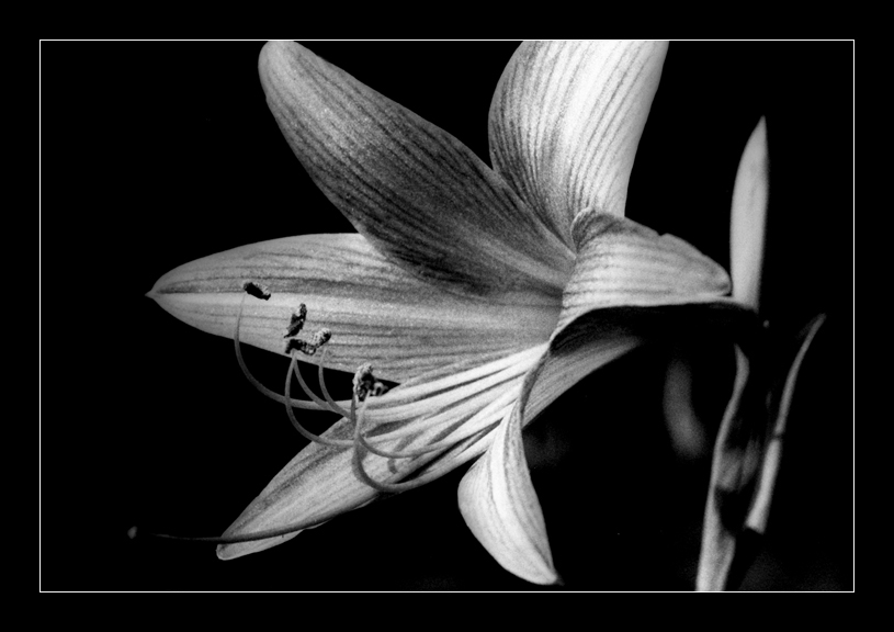 фото "lily" метки: природа, цветы
