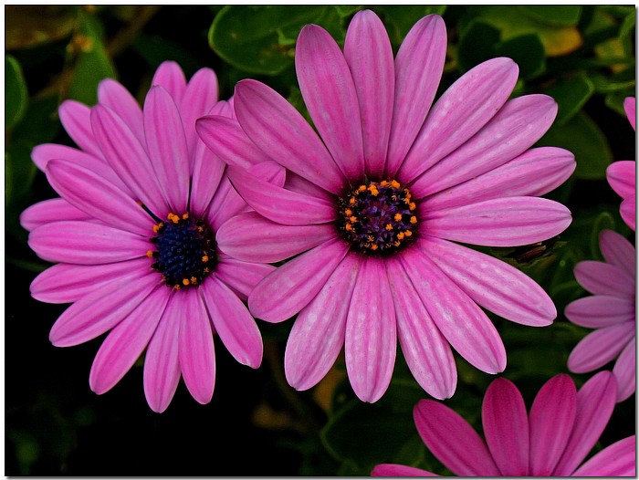 photo "***" tags: nature, macro and close-up, flowers