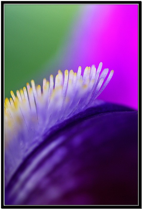 photo "Macro Iris" tags: nature, macro and close-up, flowers