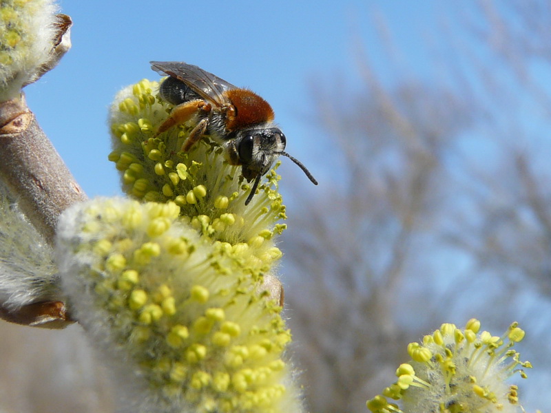 photo "***" tags: nature, macro and close-up, insect