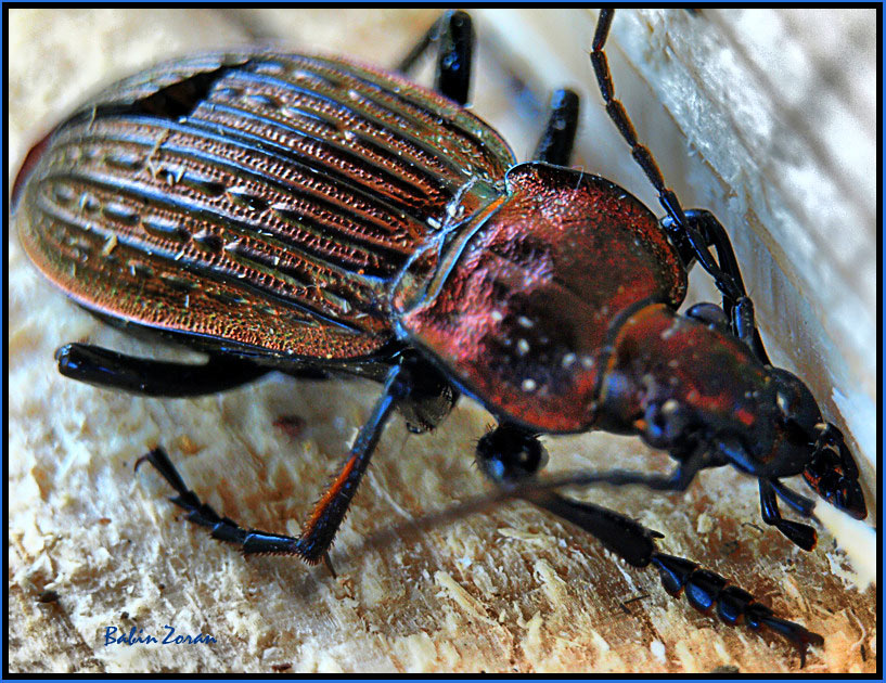 photo "Colorful beetle" tags: nature, insect