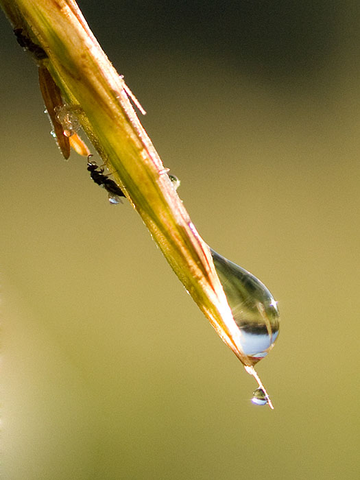 photo "morning" tags: nature, macro and close-up, 