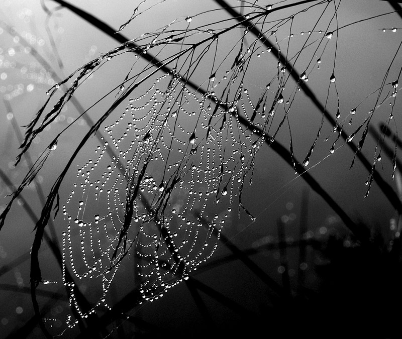фото "WET WEB" метки: природа, макро и крупный план, насекомое