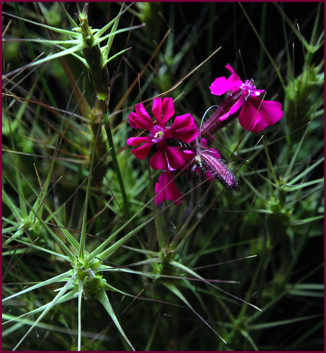 photo "No name" tags: nature, flowers