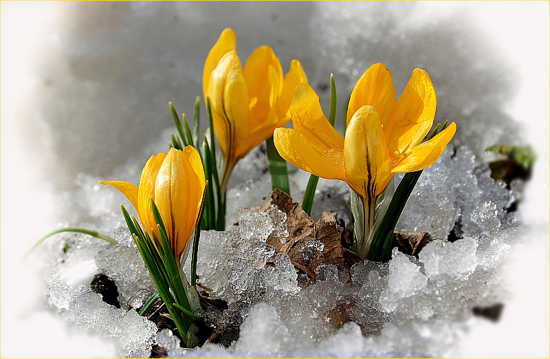 фото "Последний снег" метки: природа, цветы