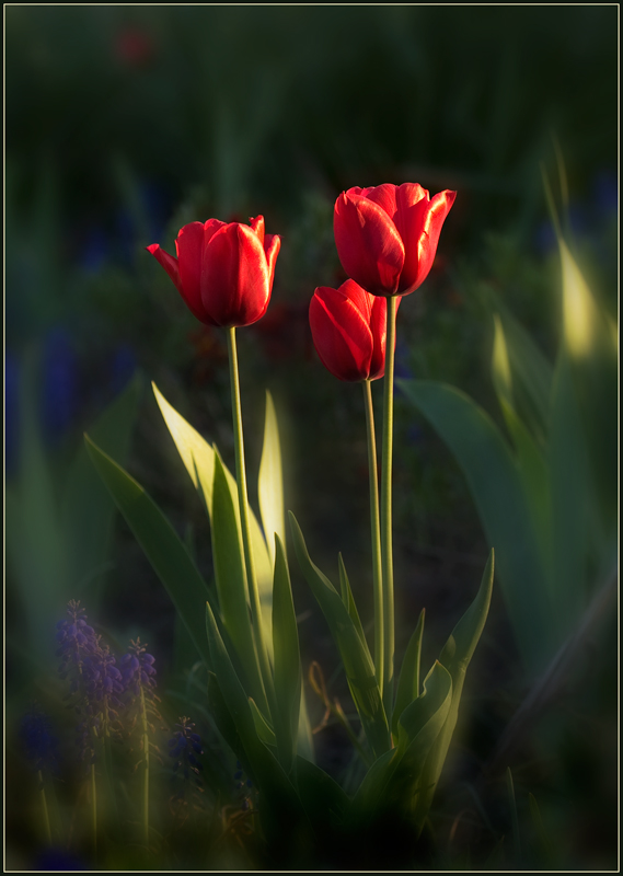 photo "***" tags: nature, flowers