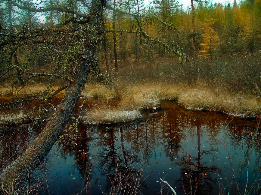 фото "Билибинский лес." метки: пейзаж, лес, осень