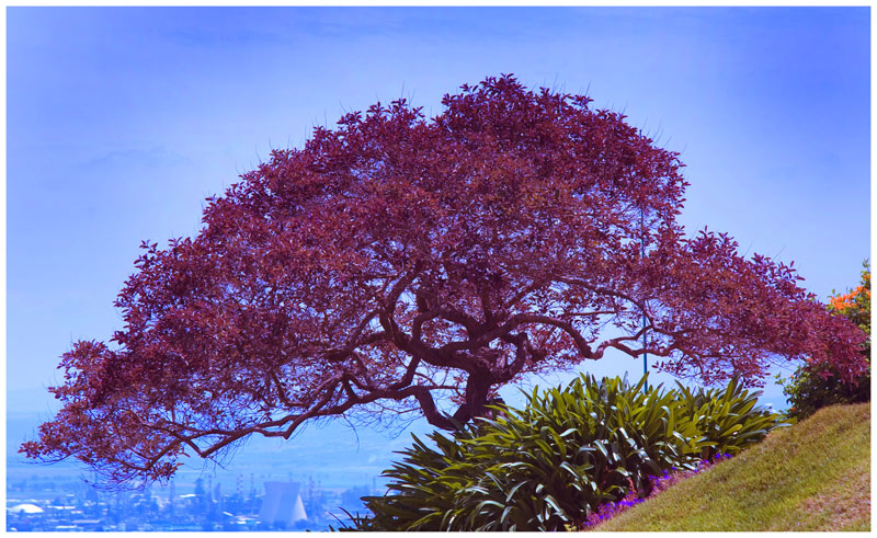 photo "The tree soaring over a slope" tags: nature, flowers