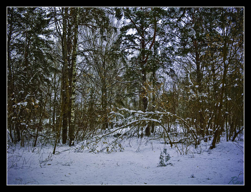 photo "***" tags: landscape, winter