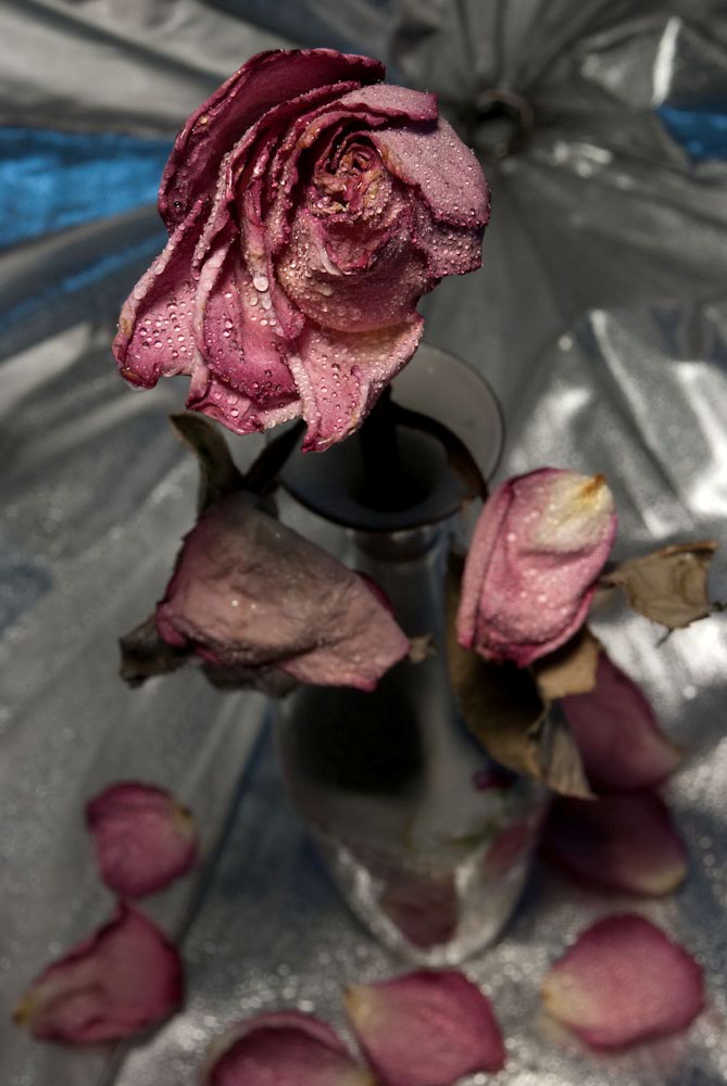 фото "слезы засыхающей розы" метки: природа, натюрморт, цветы