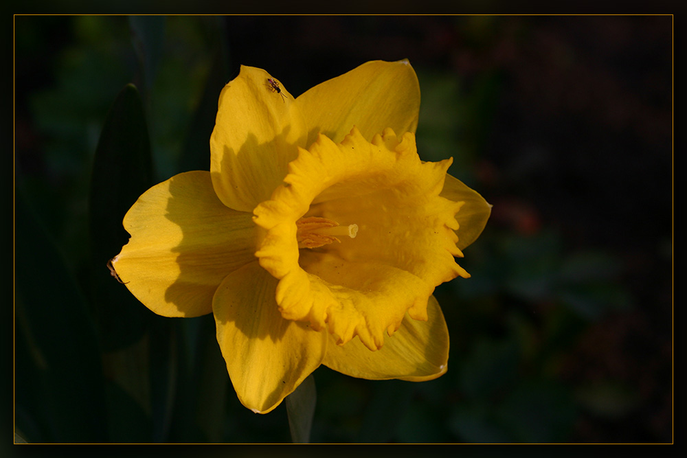 photo "***" tags: nature, macro and close-up, flowers