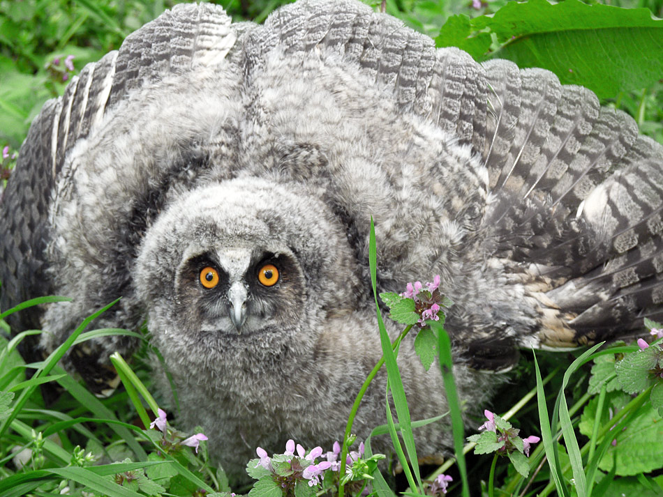 photo "Asio otus - baby" tags: nature, wild animals