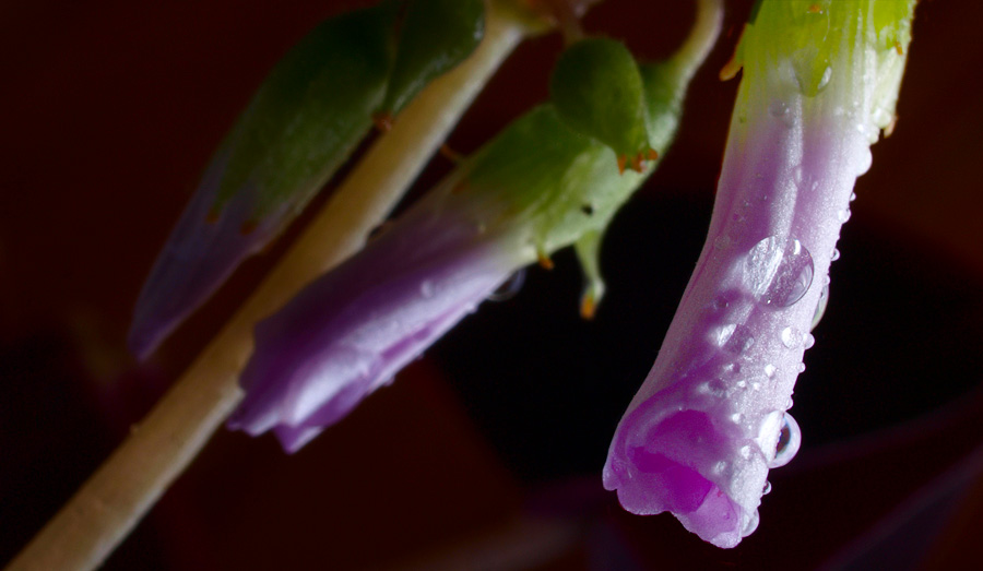 фото "Flower" метки: природа, цветы