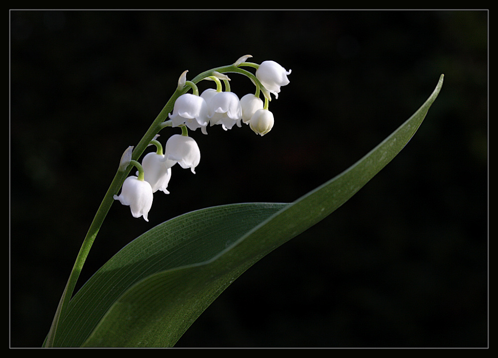 photo "1. Mai" tags: nature, flowers