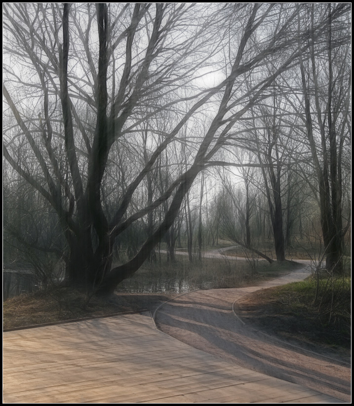 photo "Spring" tags: landscape, forest, spring