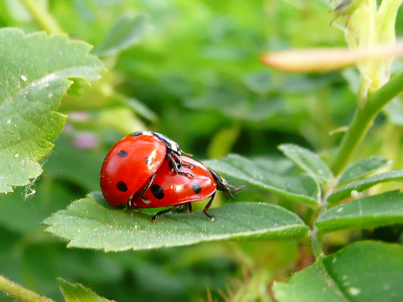 photo "***" tags: nature, 