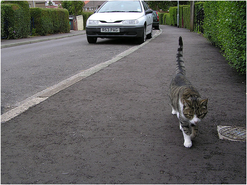 фото "В гости к соседям или Кошка, которая гуляла сама по себе." метки: природа, домашние животные, домашние животные кошки