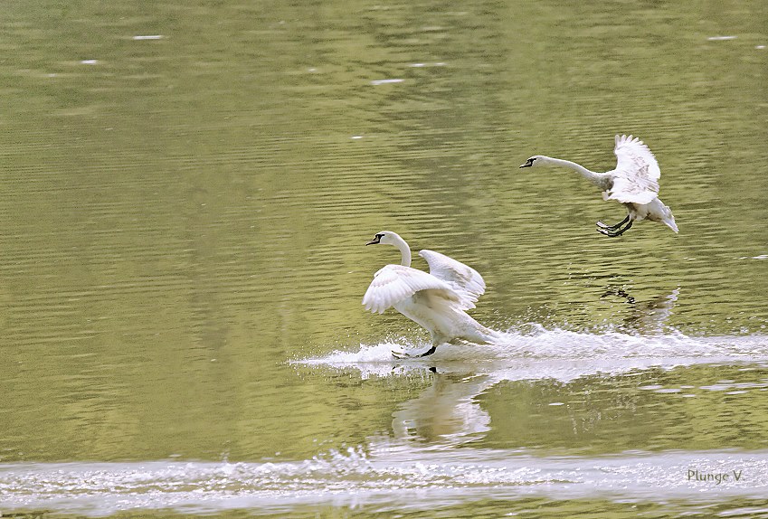 photo "***" tags: nature, wild animals