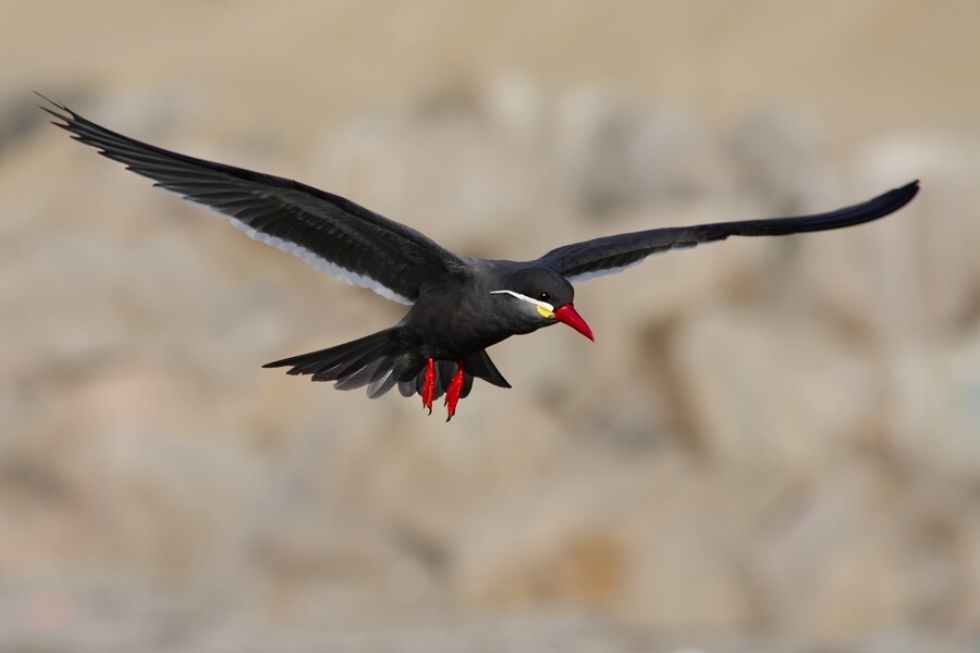 фото "larosterna inca (inca tern)" метки: природа, дикие животные