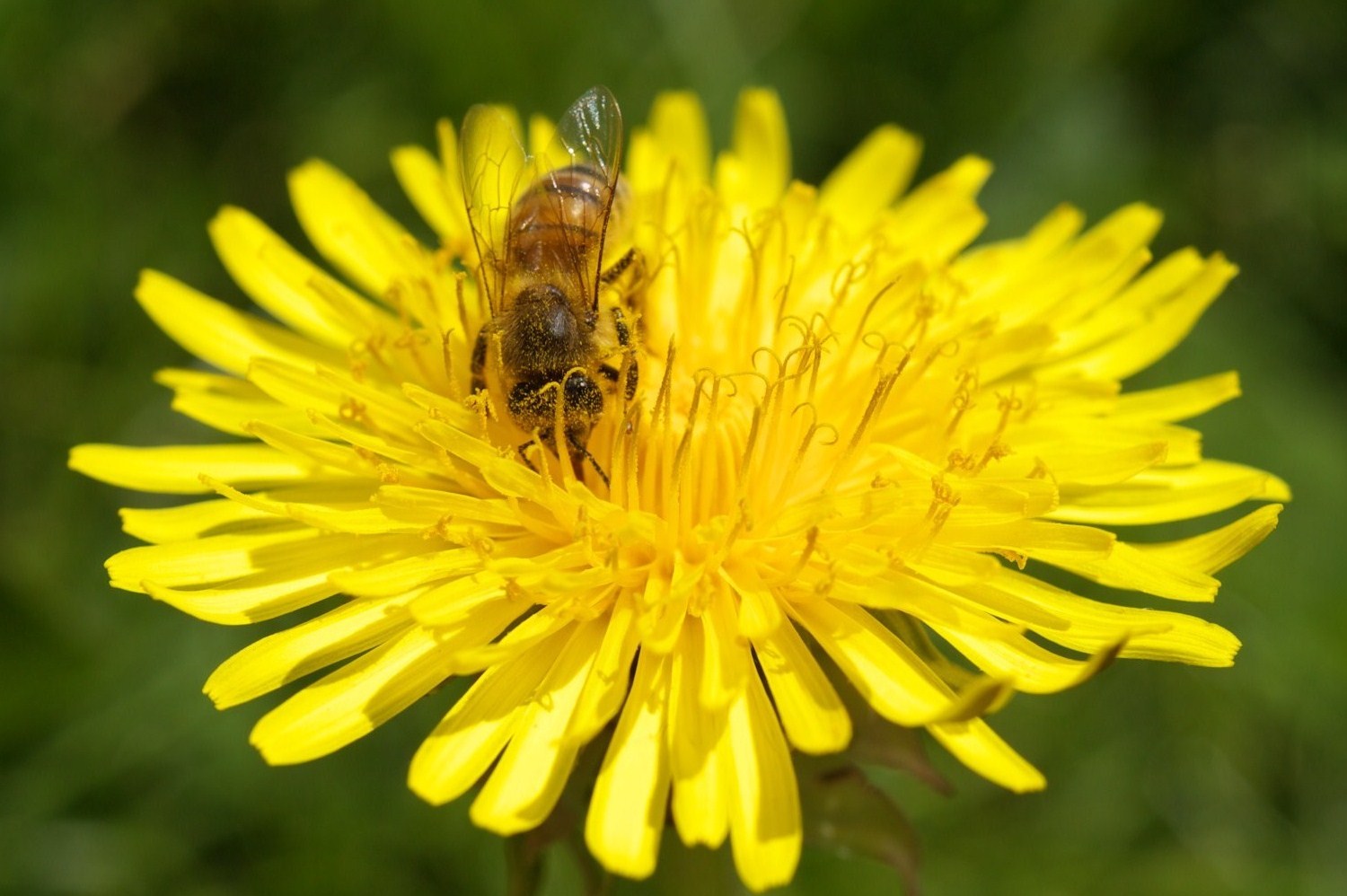 photo "Bee, be more calm when you eat!" tags: nature, insect