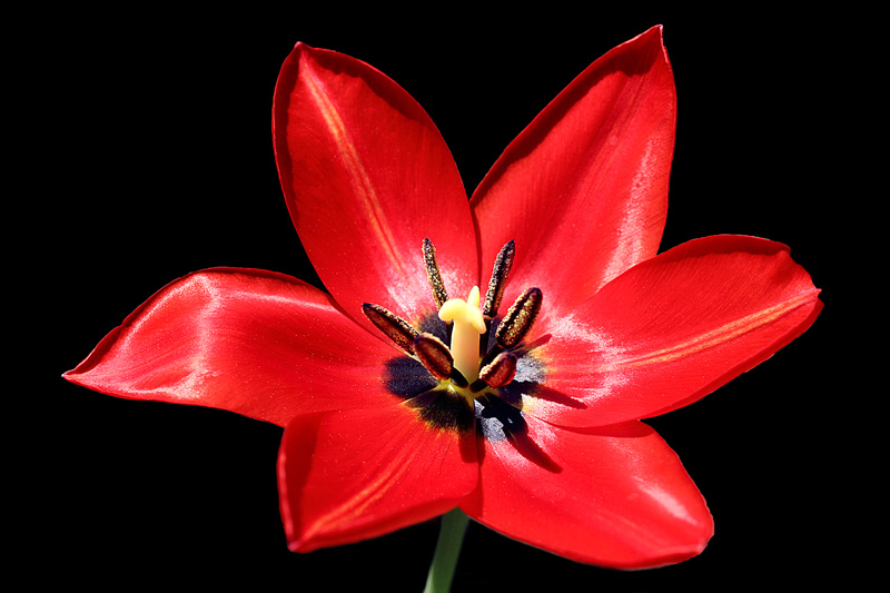 photo "The red star" tags: nature, macro and close-up, flowers