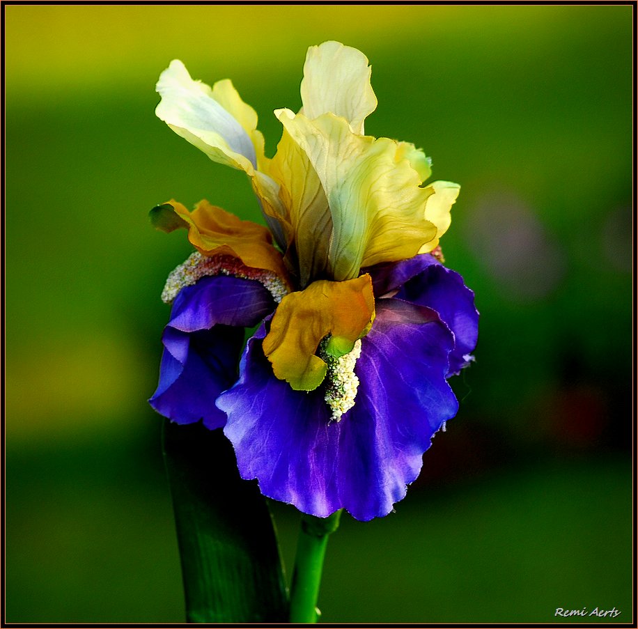 photo "multicolor" tags: nature, macro and close-up, flowers