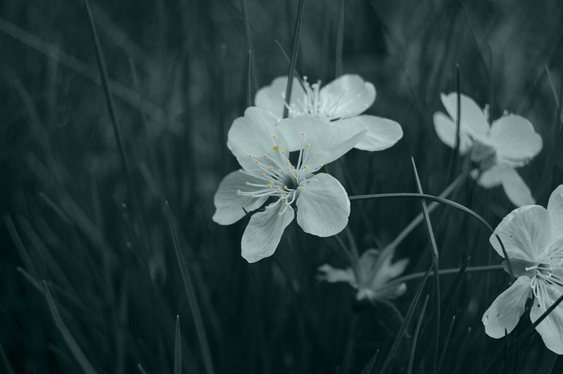 photo "***" tags: landscape, nature, flowers, spring