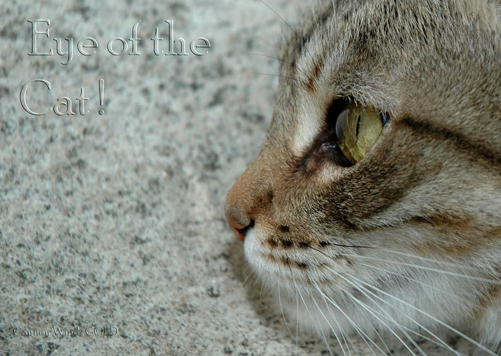 фото "" Eye Of The Cat "." метки: природа, макро и крупный план, домашние животные