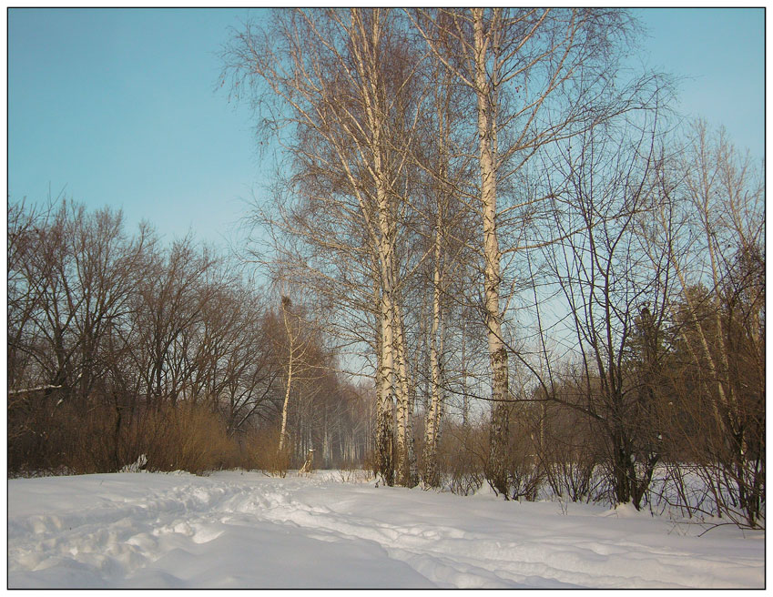 photo "***" tags: landscape, forest, winter