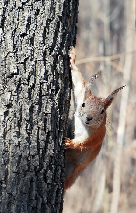 photo ":-P" tags: nature, wild animals