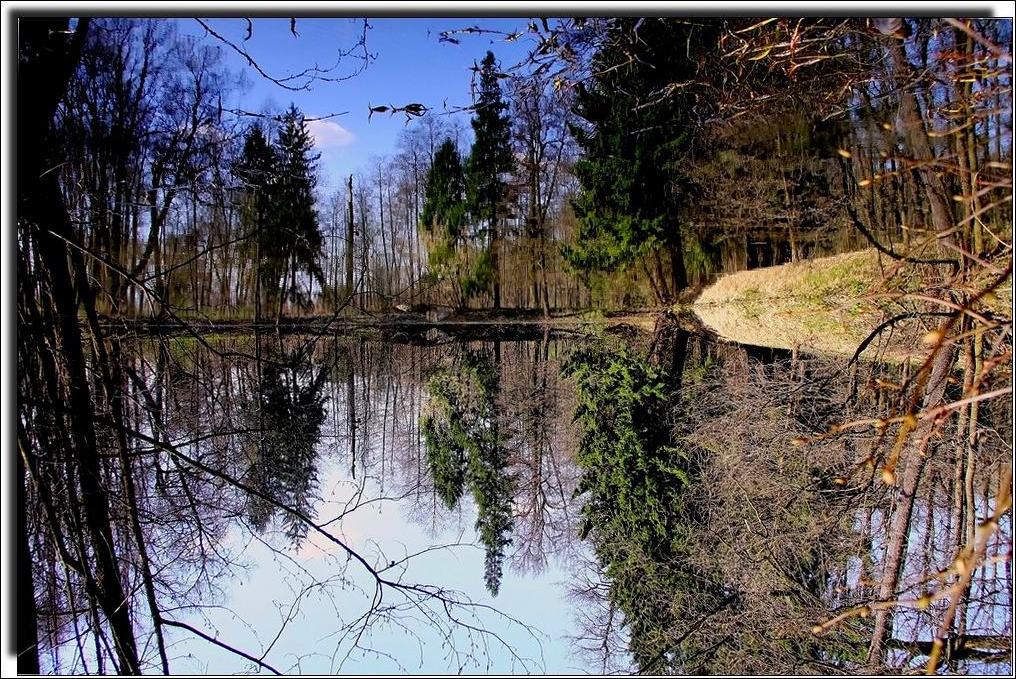 photo "Taiga pond ... in Moscow." tags: landscape, forest, water