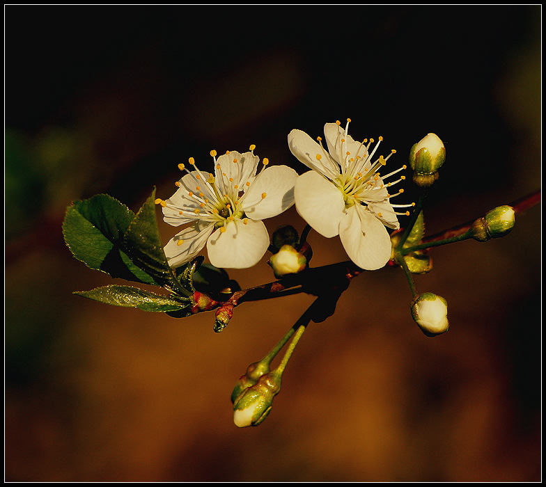 фото "***" метки: природа, 