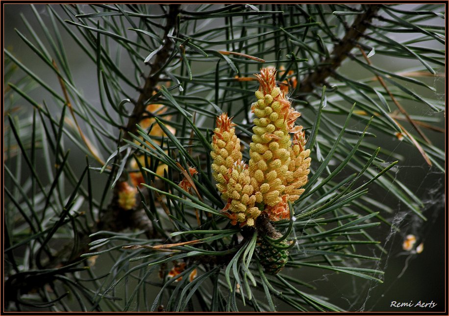 photo "pollen" tags: nature, macro and close-up, flowers